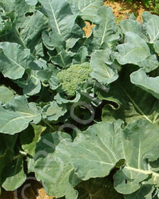 Brassica oleracea 'Early Green'